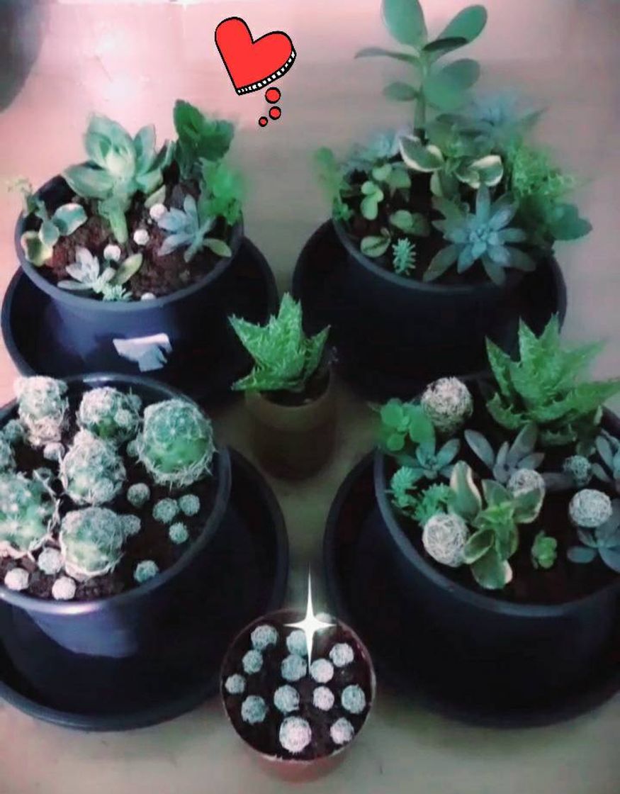 Fashion Plantinhas 🌵🍀💕