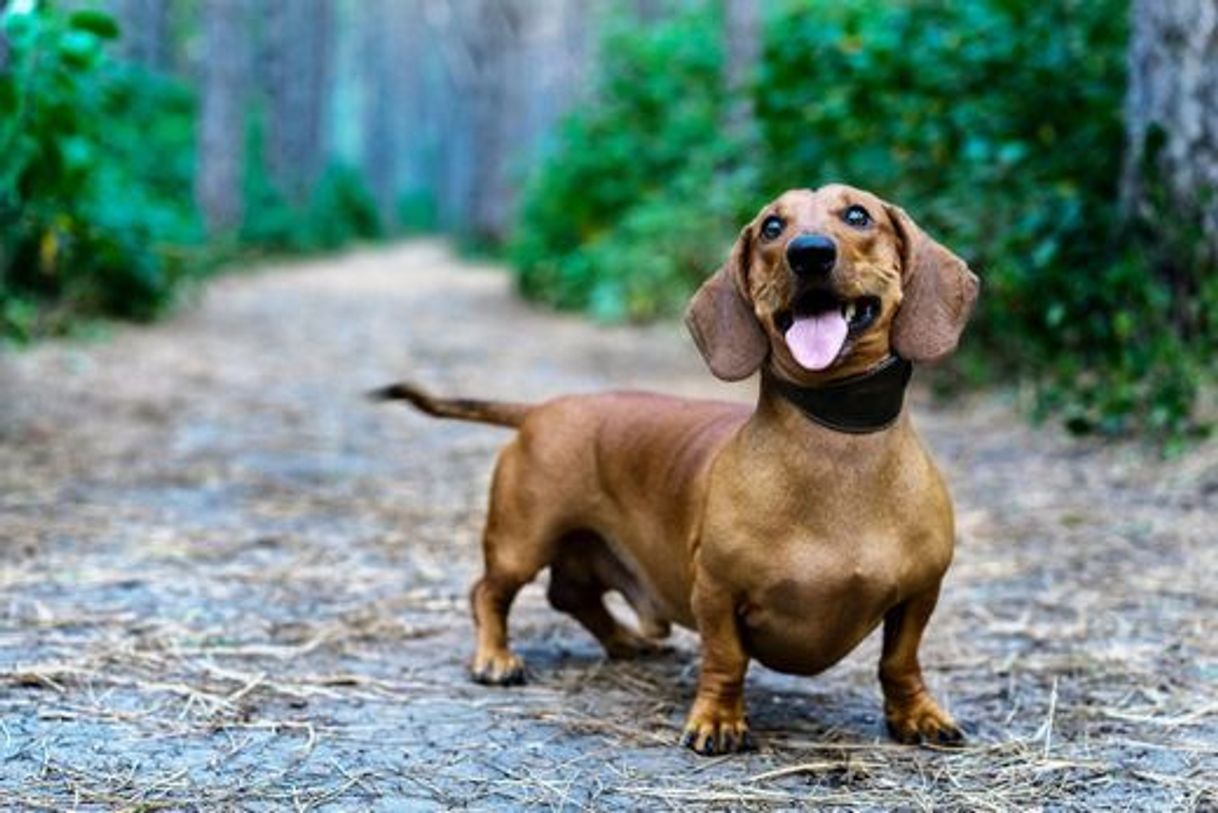 Moda Dachshund 