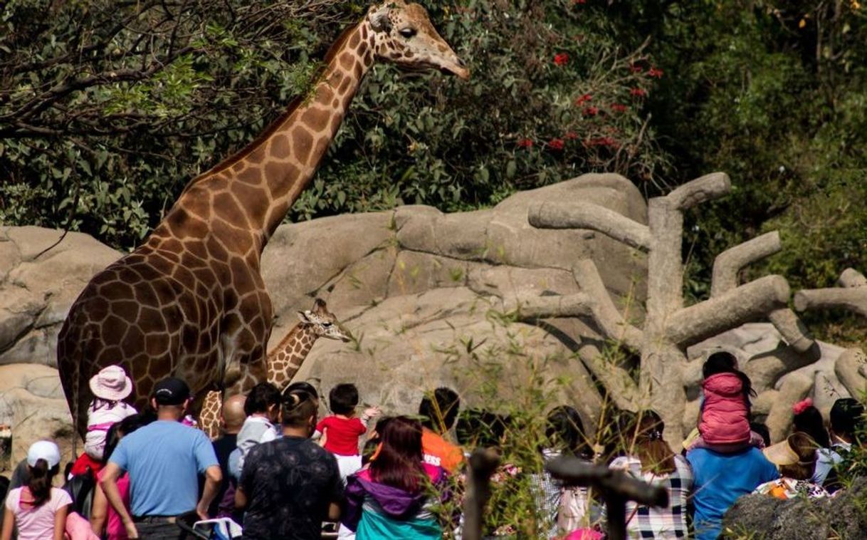 Lugar Zoológico de Chapultepec