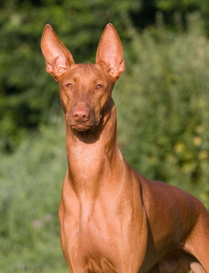 Moda Pharaoh Hound