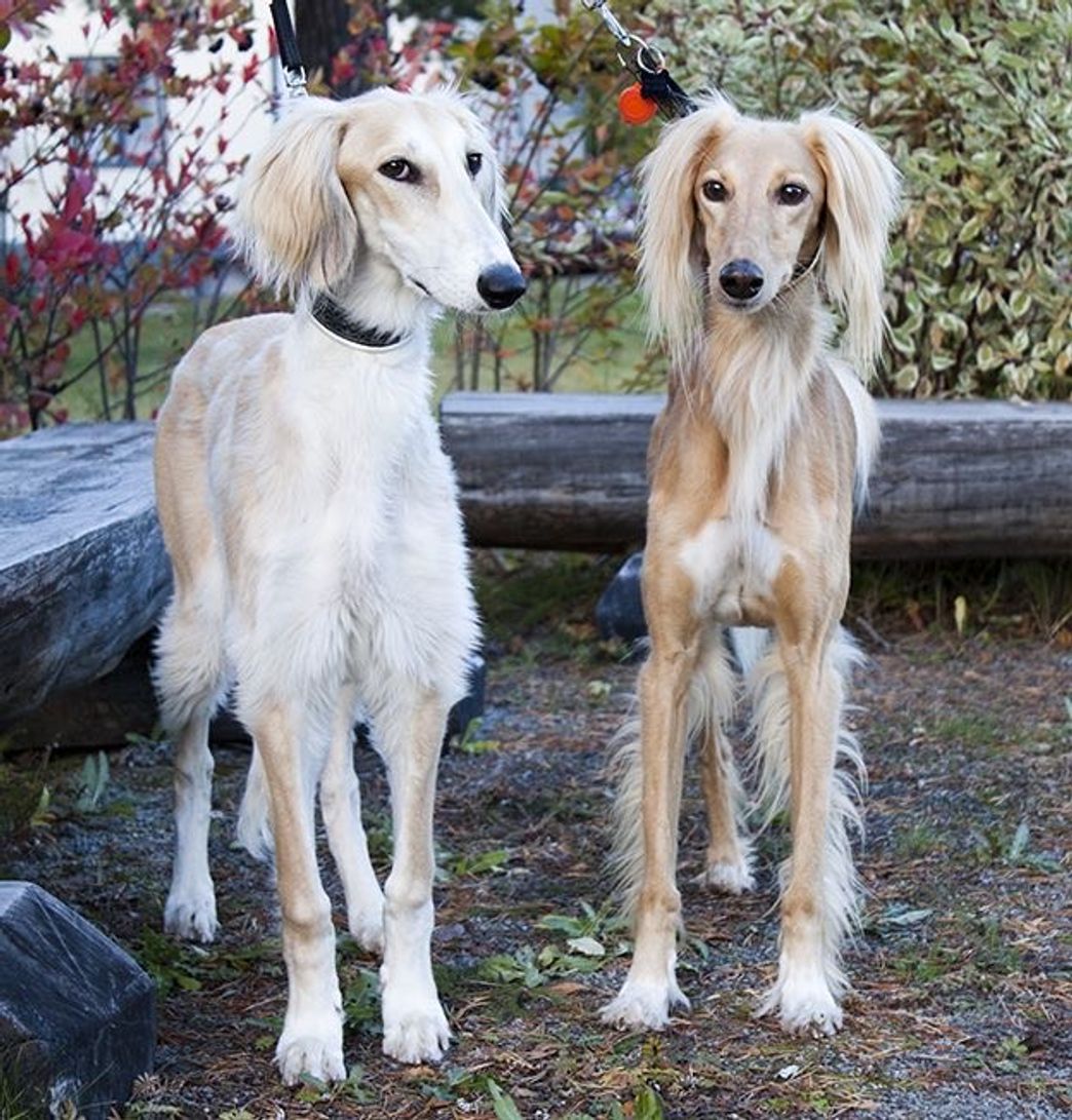 Moda Saluki 