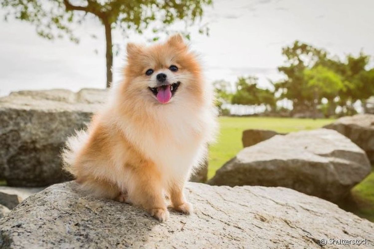 Moda Lulu da Pomerânia 