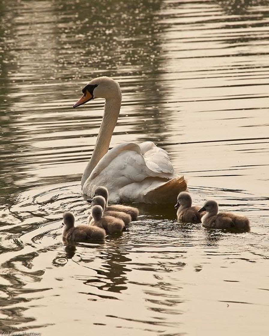 Moda Cisne-Bravo