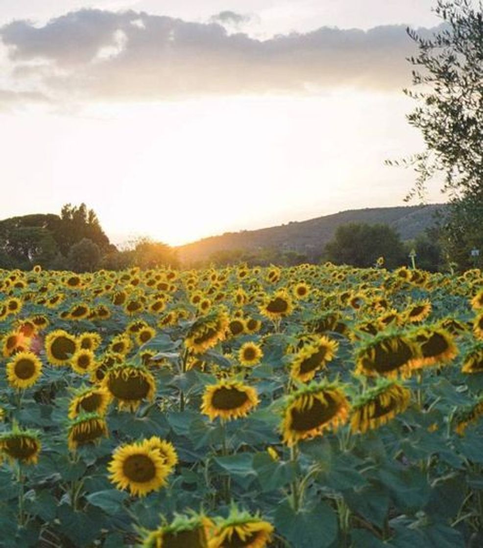 Moda Sunflowers