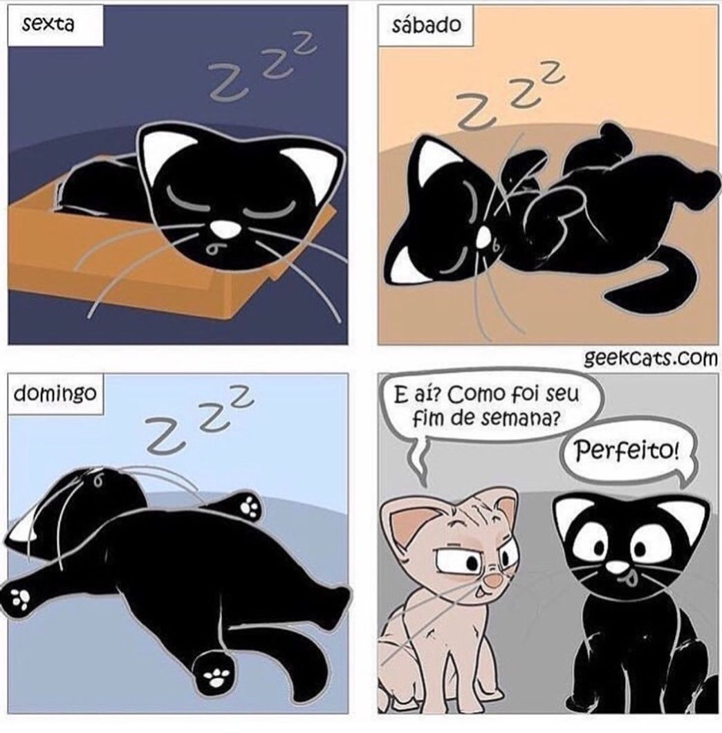 Social Cats ✔️😽😽