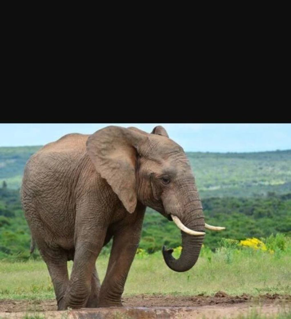 Elefante 