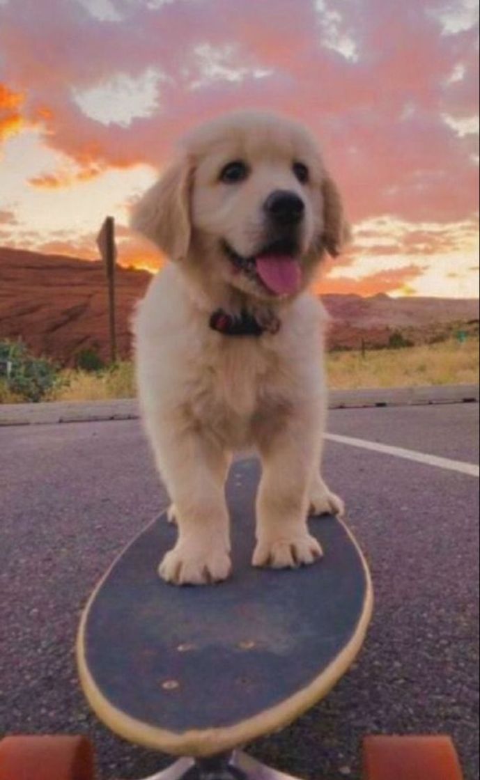 Moda ✨GOLDEN RETRIEVER SOOO CUTEEE OWWWN 🥺🤧🤝✨