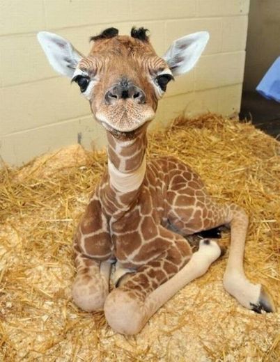 Baby girafa