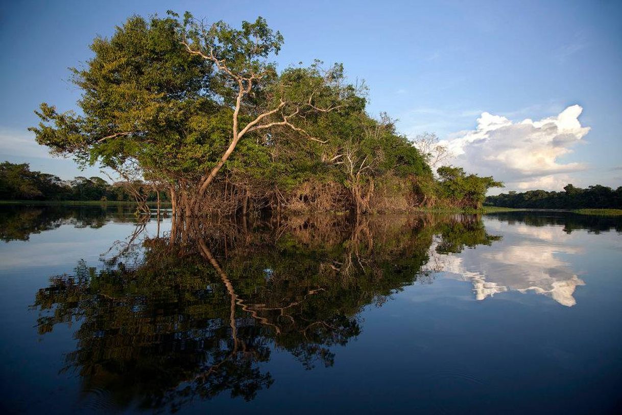 Fashion pastagem – Amazônia.org