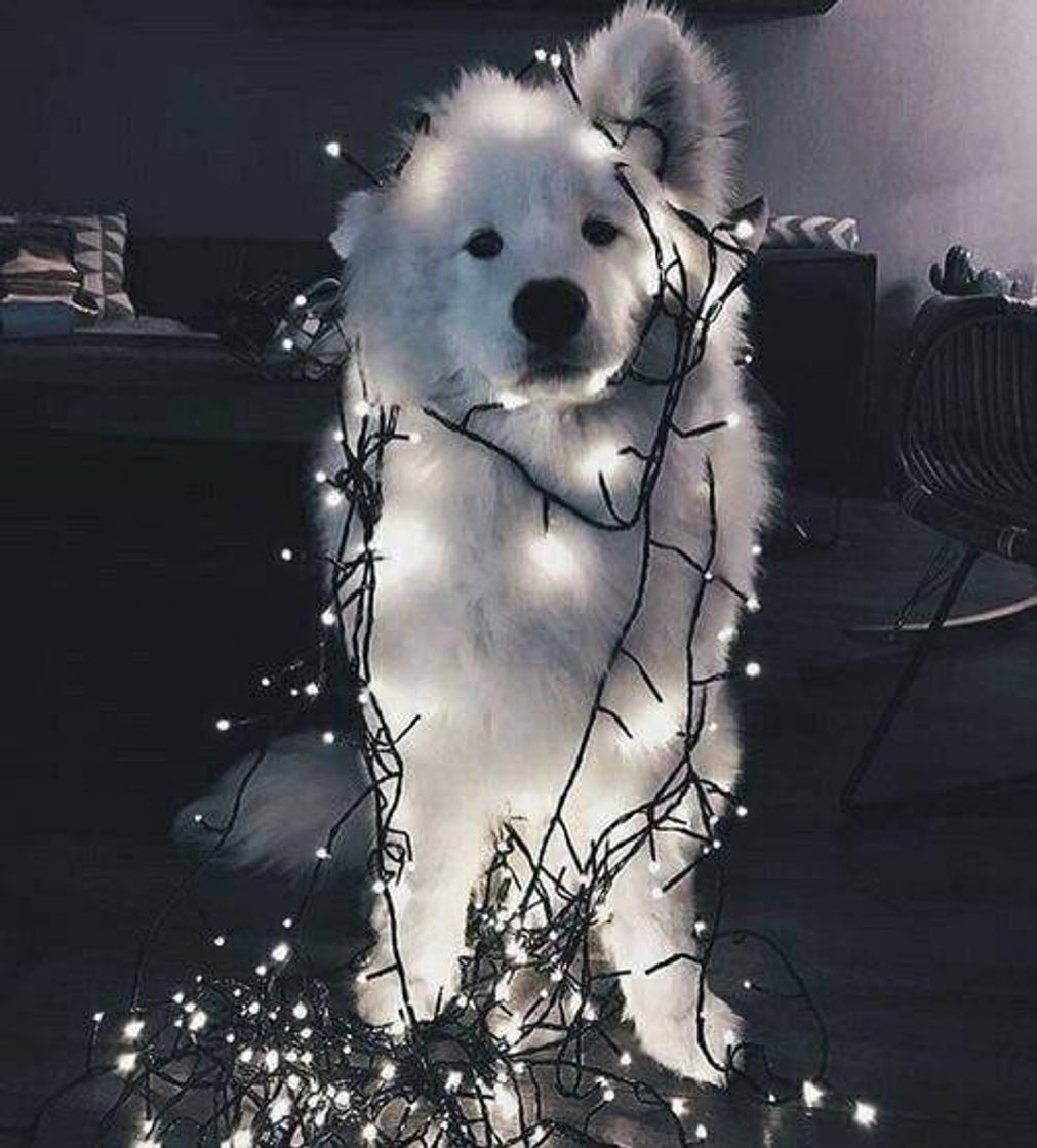 🐕