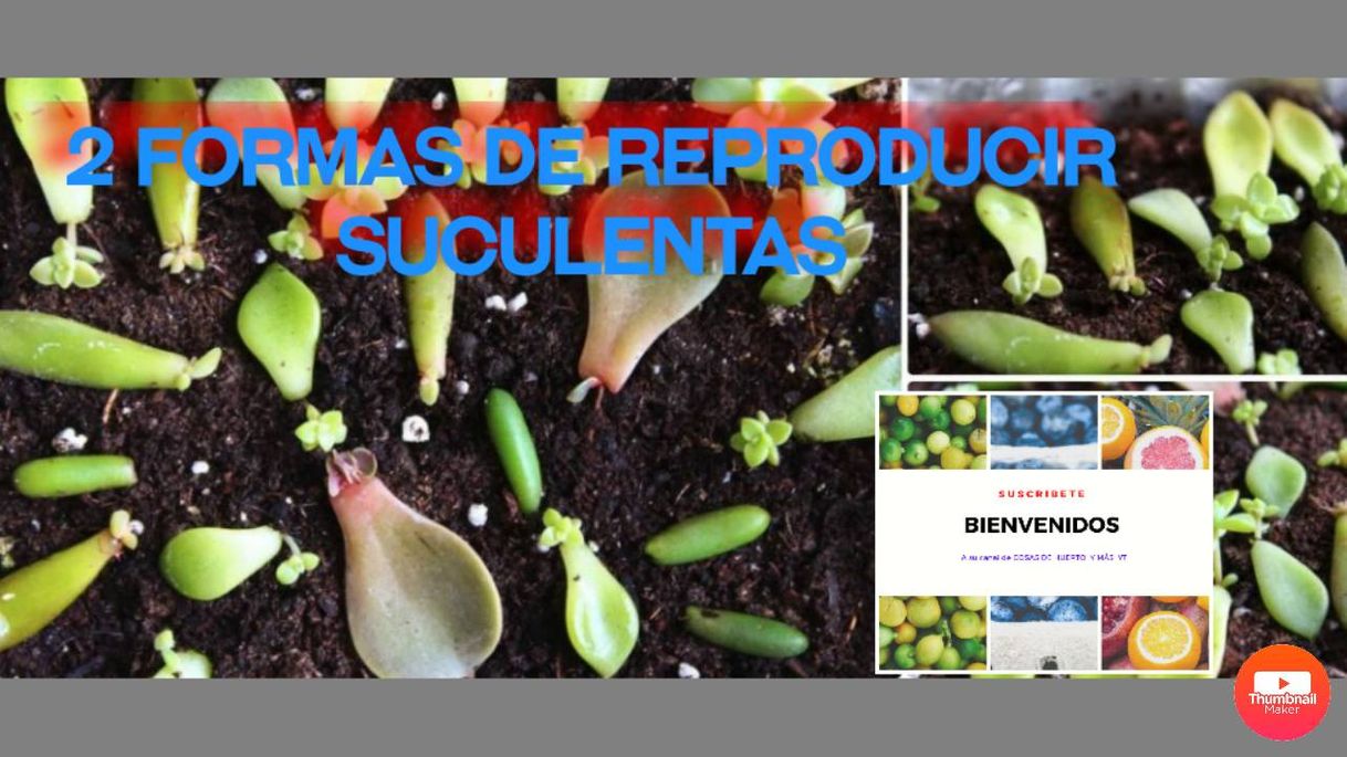 Social 2 Formas De Reproducir Suculentas - YouTube