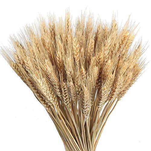 Home HUAESIN 100Pcs Flores Secas Naturales Ramo Trigo Artificial Ramilletes de Flores Artificiales Decoración Jarrones