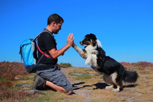 Trucos para mascotas - perros