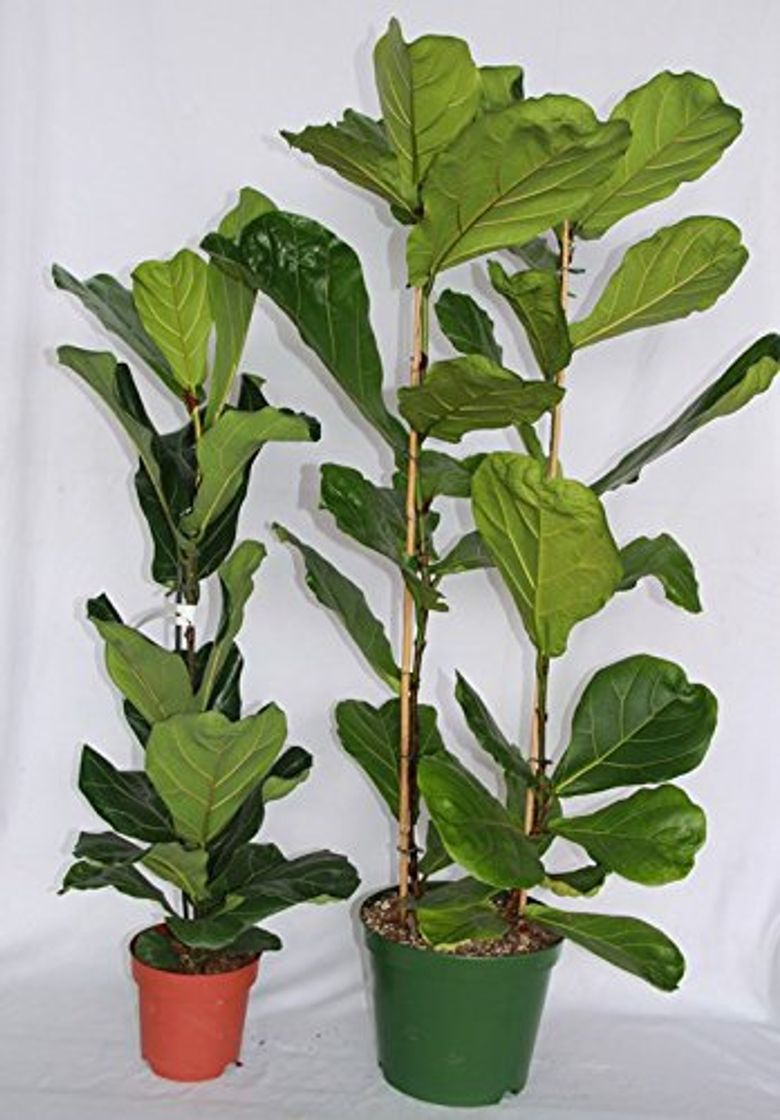 Producto Ficus Lyrata o ficus lira