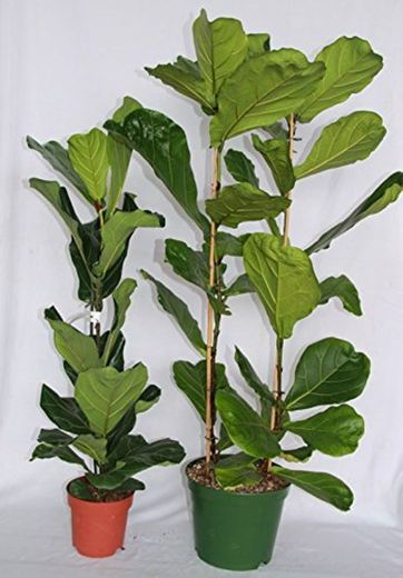 Ficus Lyrata o ficus lira