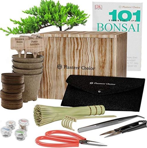 Kit de Iniciación de Bonsái Premium