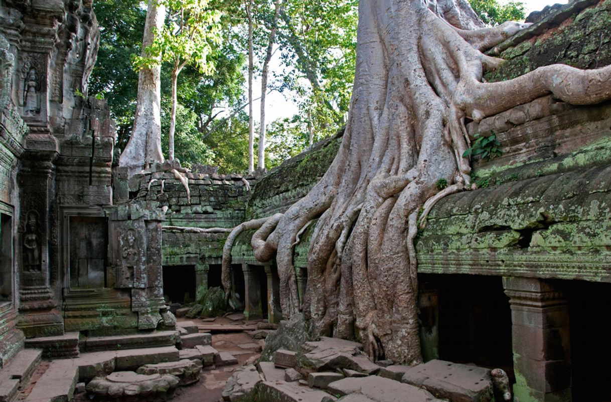 Película Las ruinas
