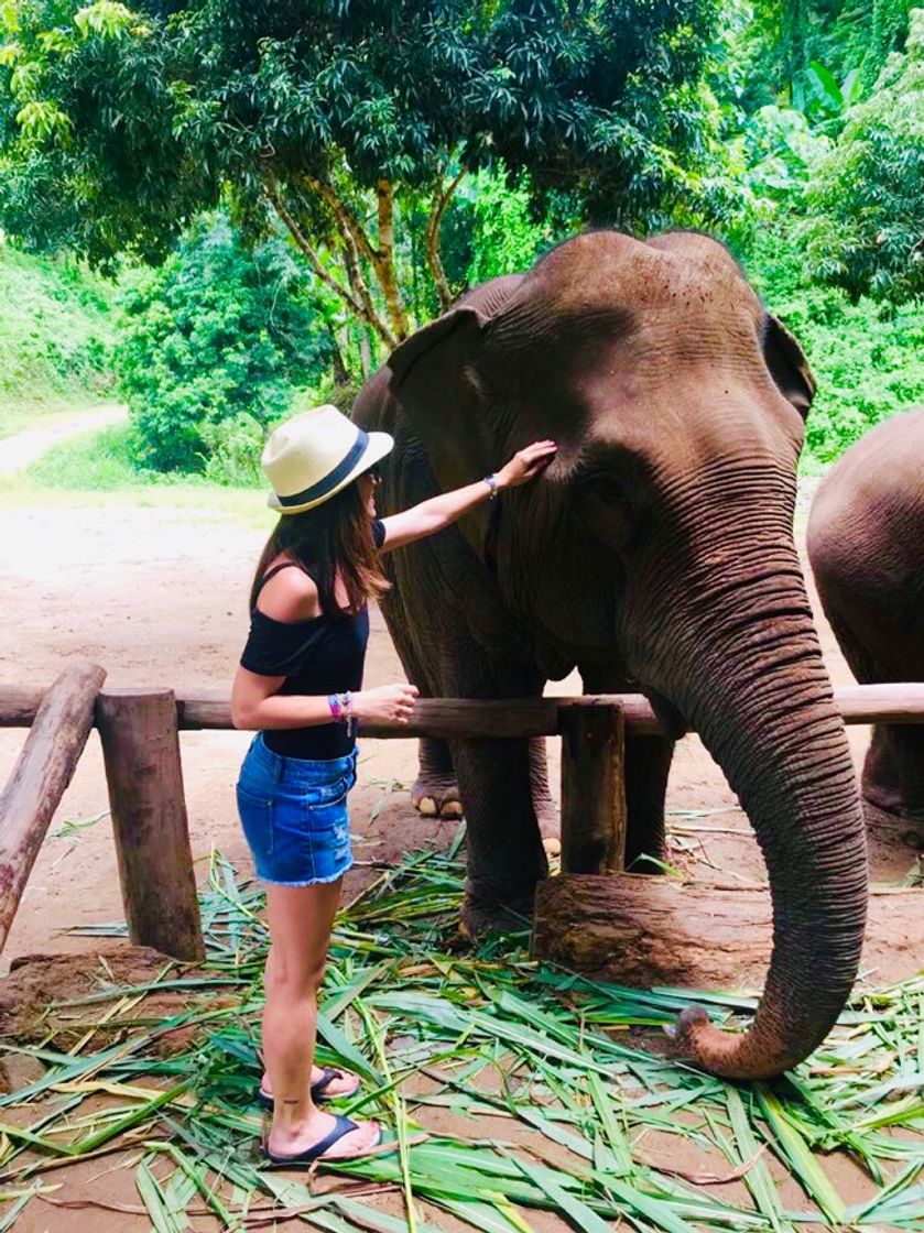 Lugar Elephant Nature Park