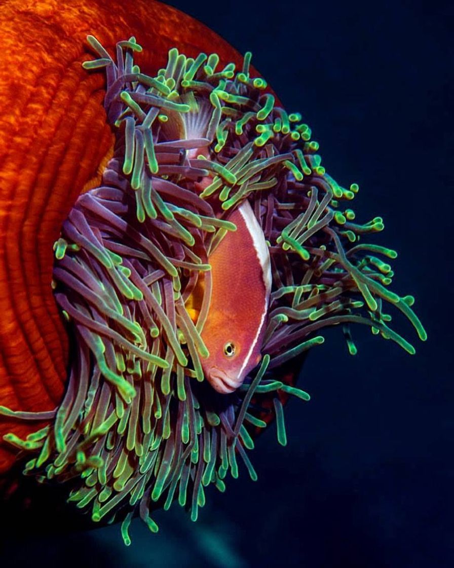 Moda Peixe-Anemonefish Skunk