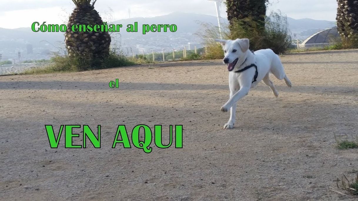 Película Cómo enseñar al perro el VEN AQUI Hiro border collie