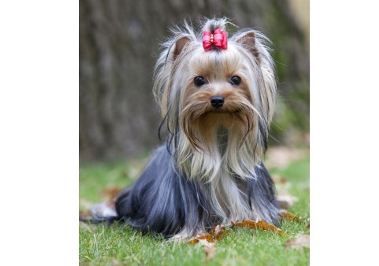 Moda Yorkshire Terrier 