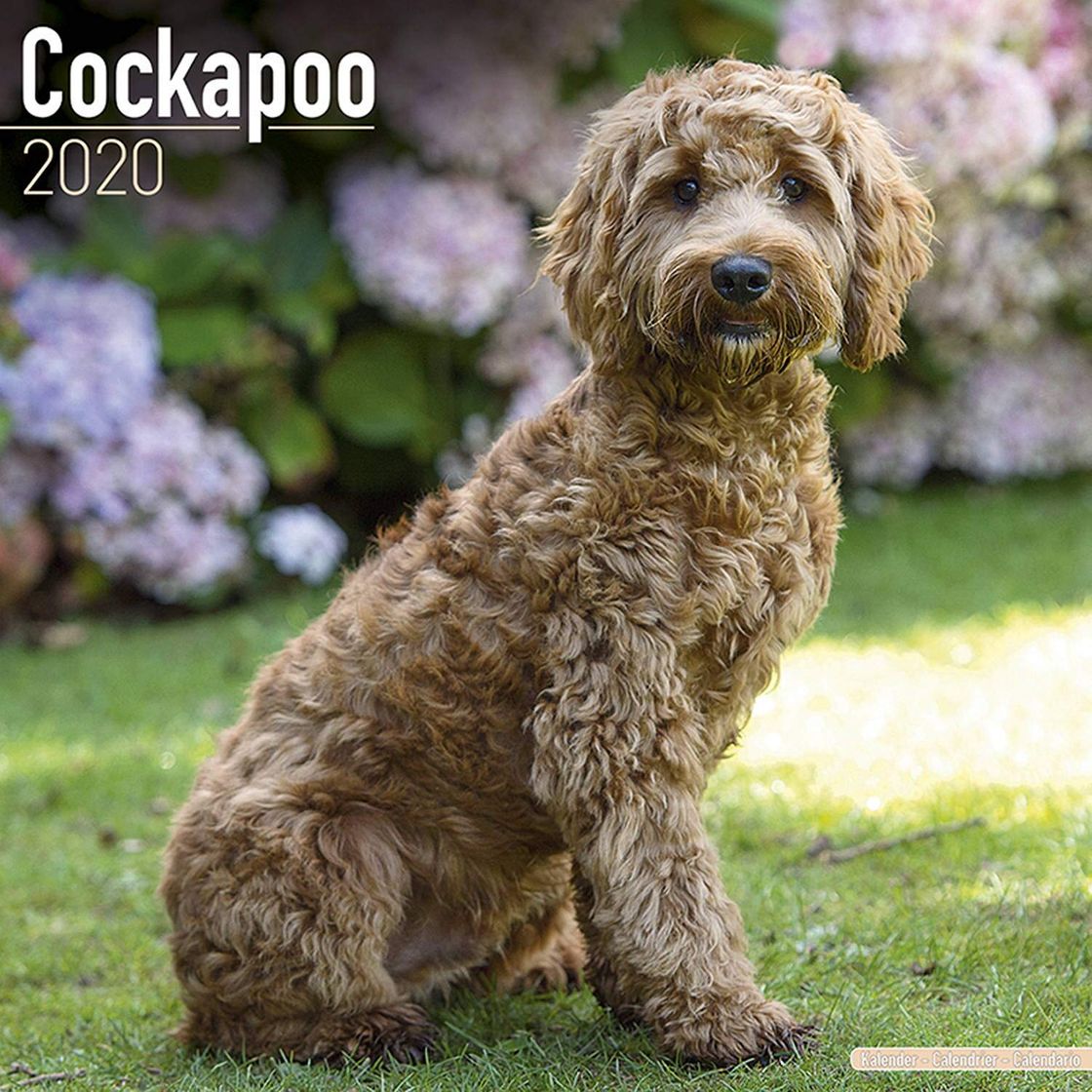 Moda Cockapoo