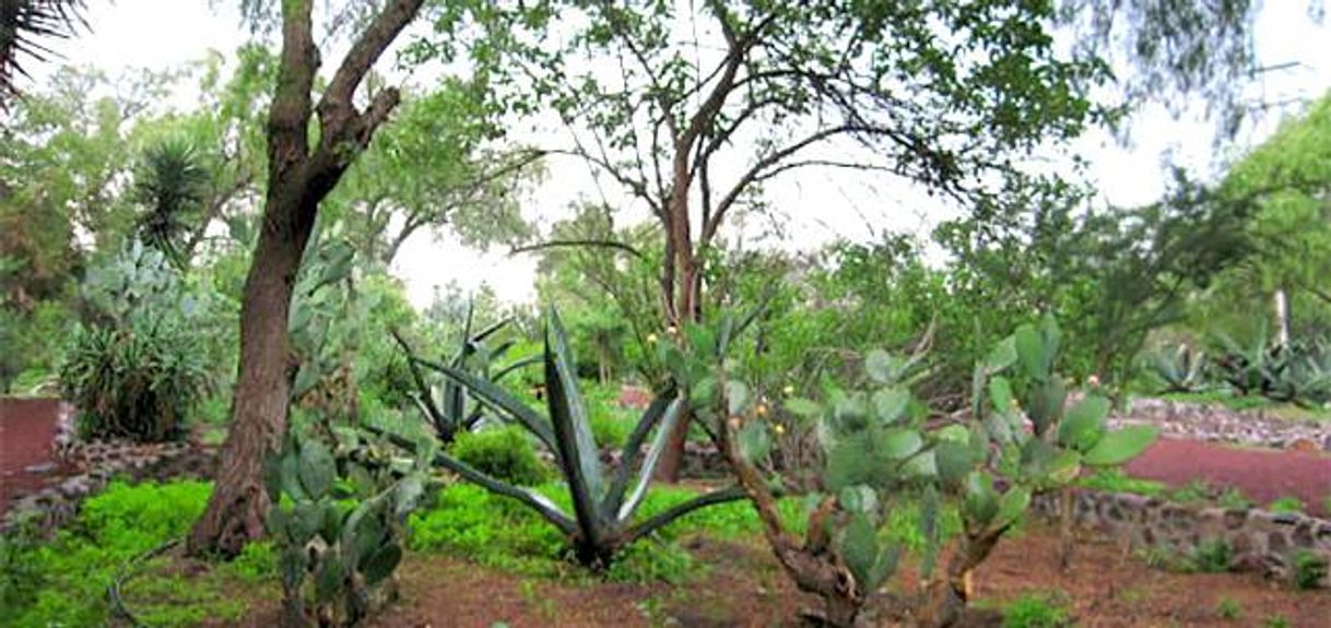 Lugar Teotihuacan Pyramids- Botanical Gardens