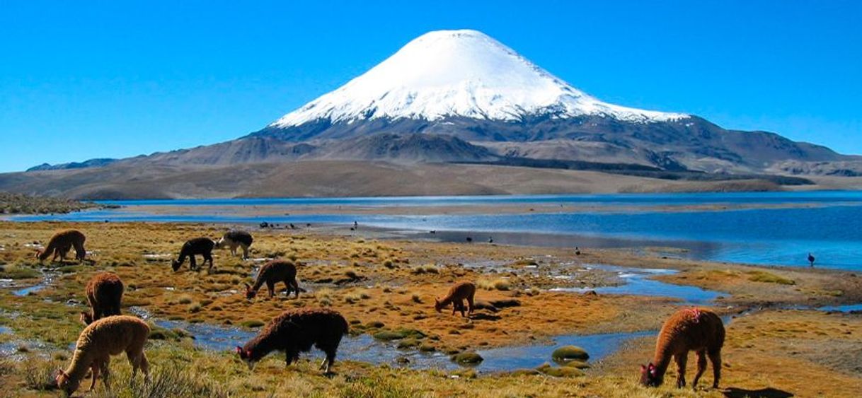 Lugar Reserva Nacional de Salinas y Aguada Blanca