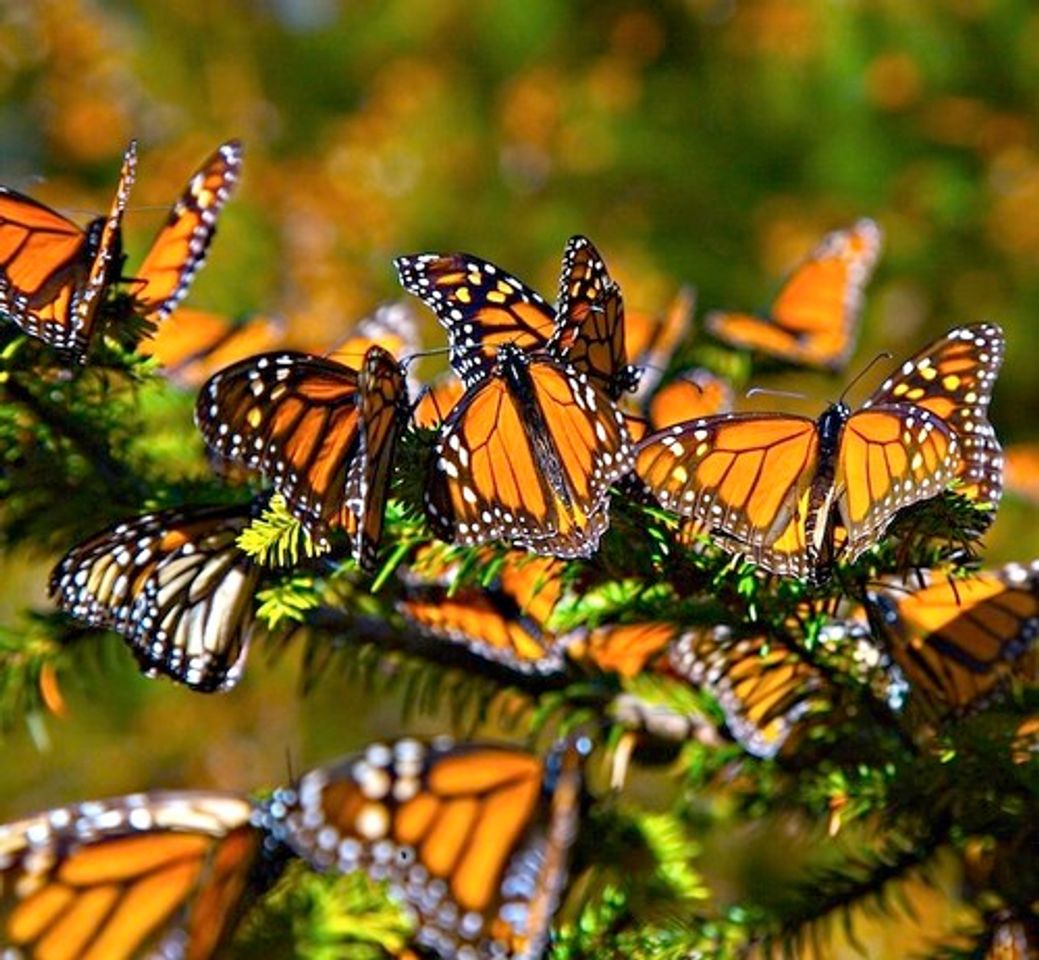 Lugar Reserva de la Biósfera Santuario Mariposa Monarca