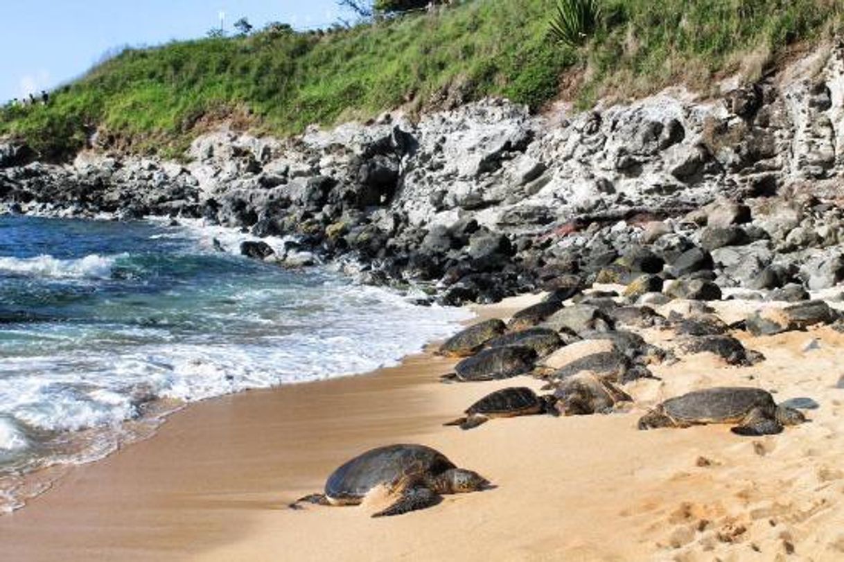 Place Ho'okipa Beach Park