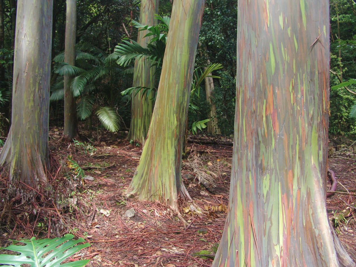 Place Ke'anae Arboretum