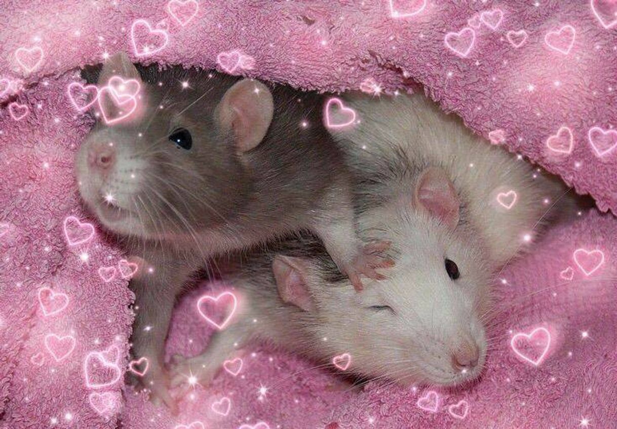 Fashion 🐁♡🐀