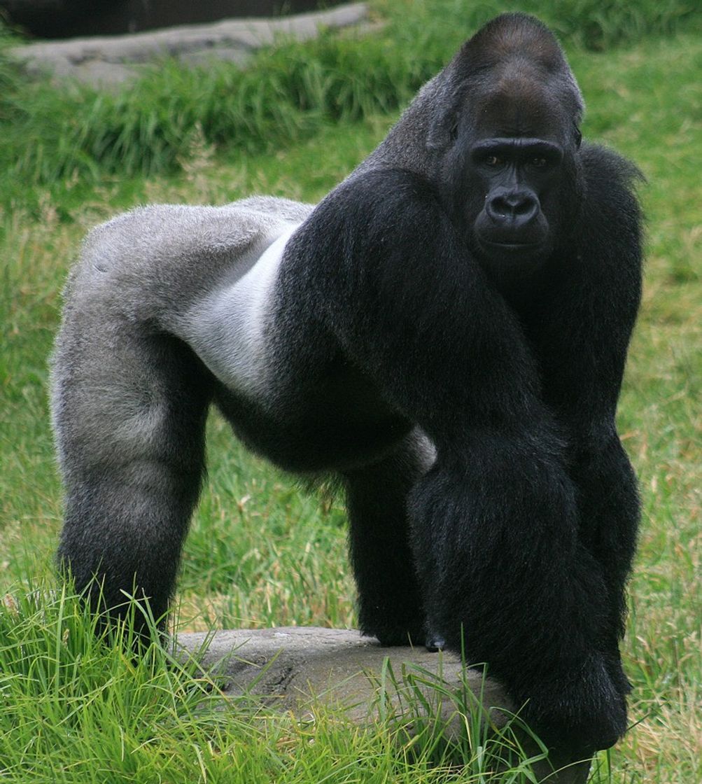 Moda Gorilla 