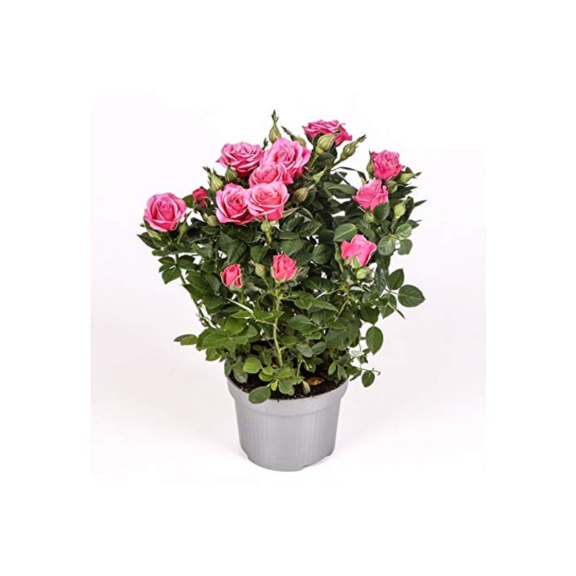 Producto Rosal mini - PACK 4 unidades - maceta 10,5cm. - altura total