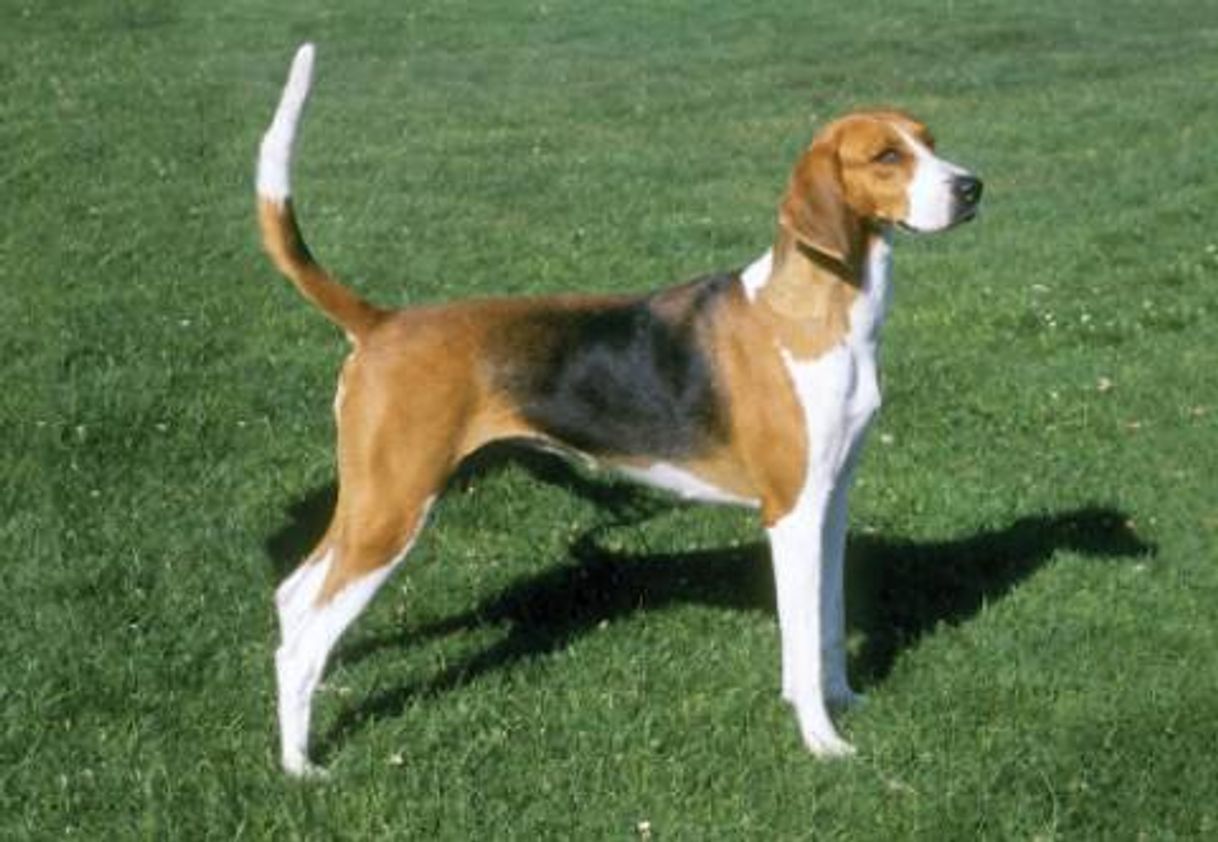 Moda English Foxhound 