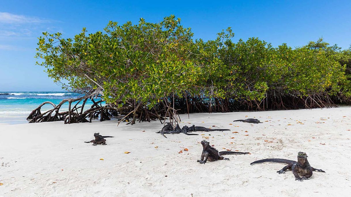 Lugar Bahía Tortuga