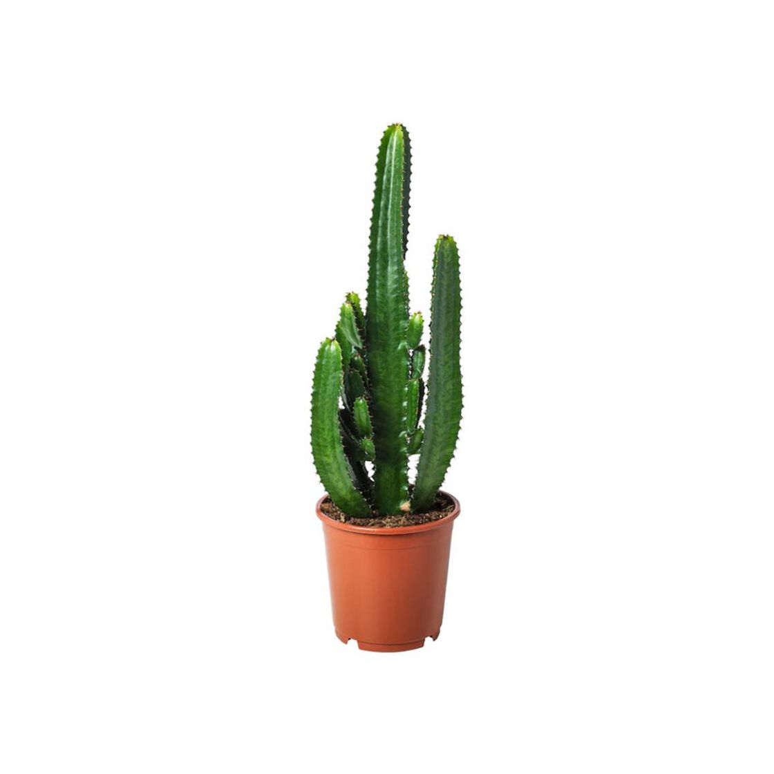 Product EUPHORBIA ACRURENSIS 24cm