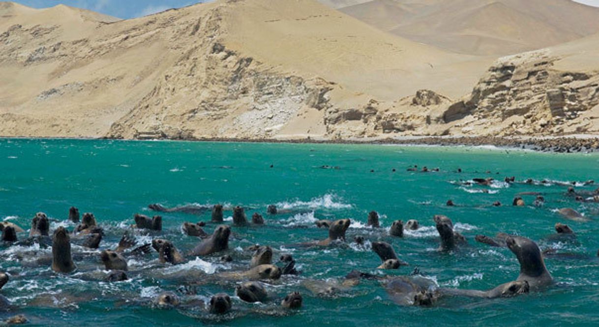 Restaurantes Bahía de Paracas