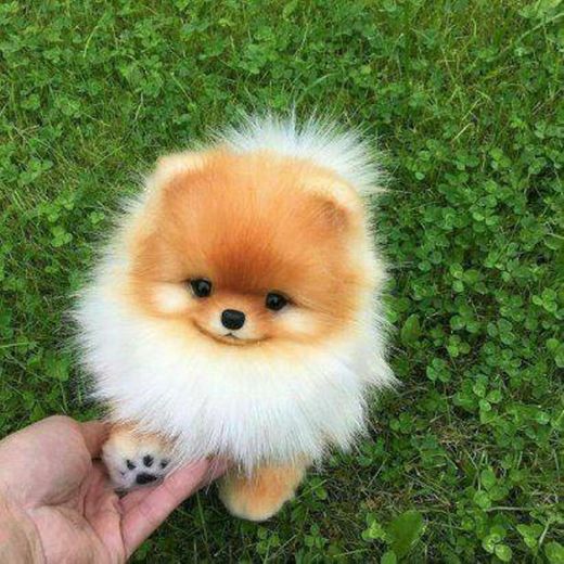 Cachorro mini.