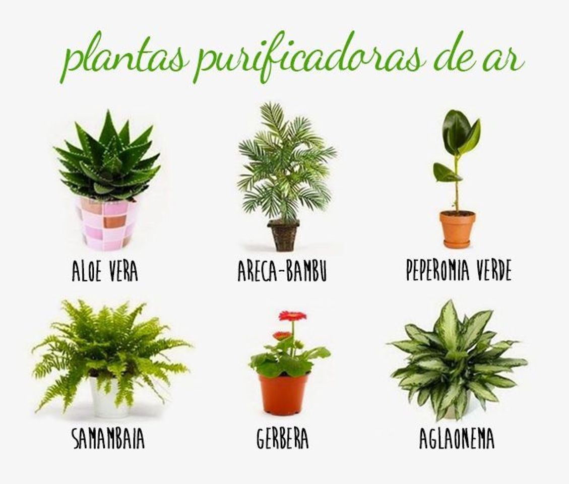 Moda 10 plantas que purificam o ar da sua casa