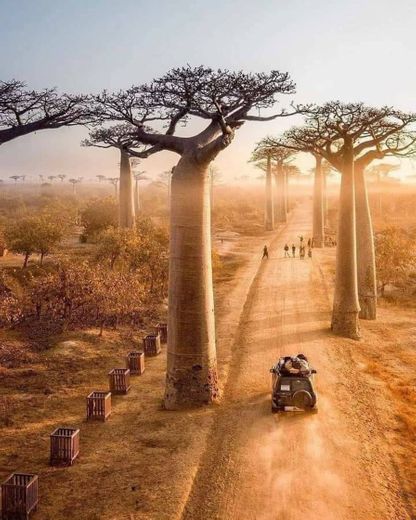 Avenida dos Baobás, Madagascar!!!🇲🇬❤️