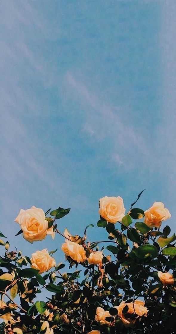Social Wallpaper, tela de fundo 