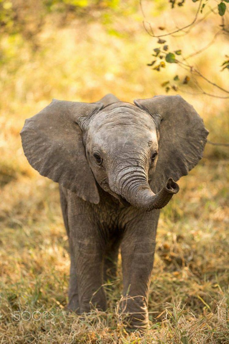 Fashion Baby Elephant 