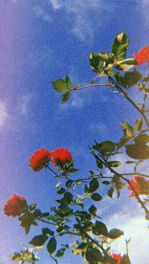 Wallpaper de rosas🌹