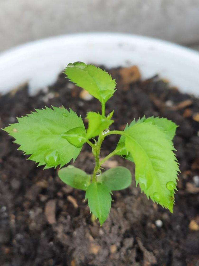 Fashion Cuidado ecológico y sustentable de nuestras plantas