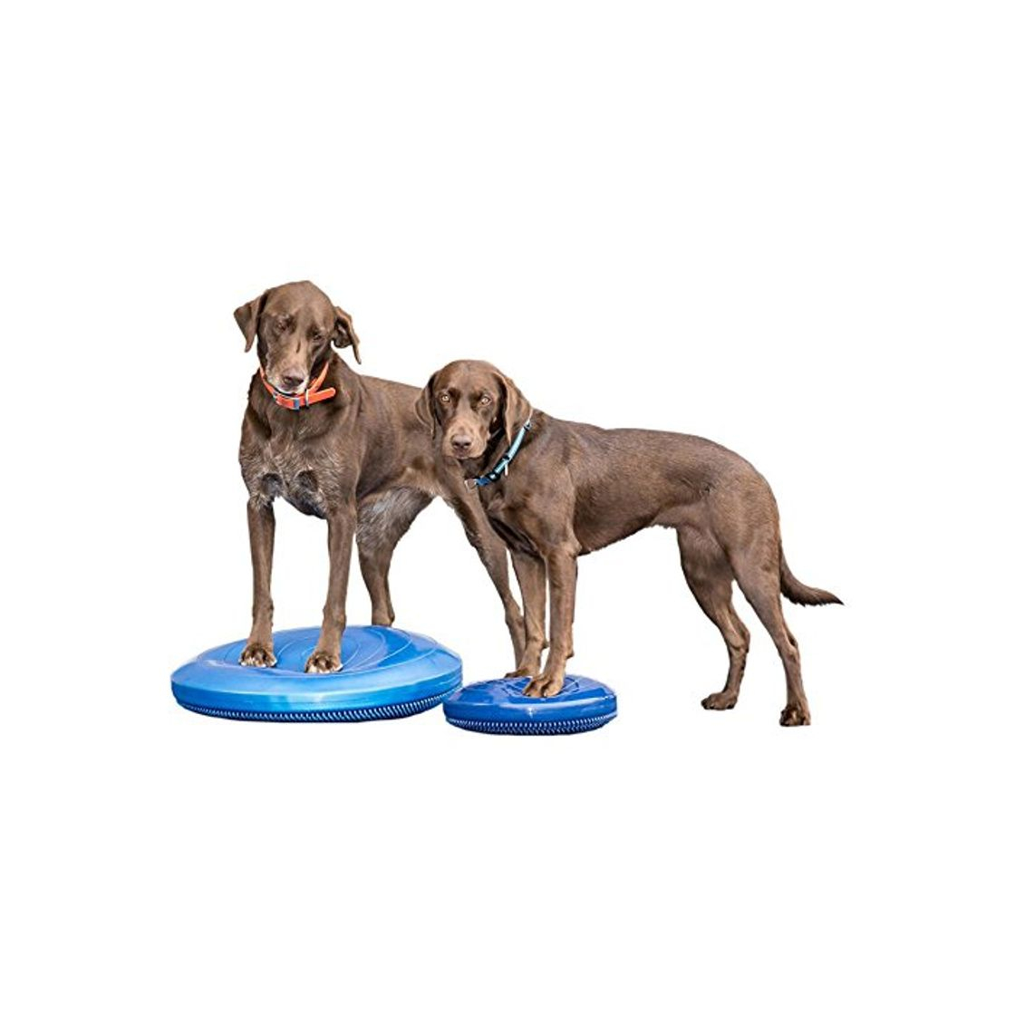 Products Ball Dynamics FPAWSBD 14 FitPAWS Balance Scheibe mit Lehr-DVD