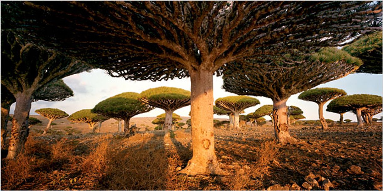 Place Socotra Island Nature Sanctuary