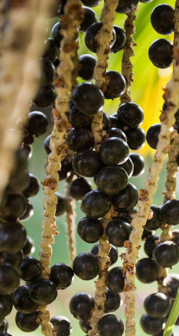 Moda Nosso famoso, Açaí 💜