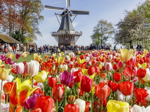 Keukenhof