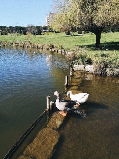 Parque da Paz